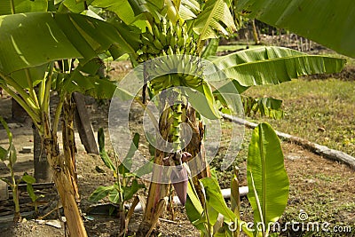 Lady Finger bananas Stock Photo