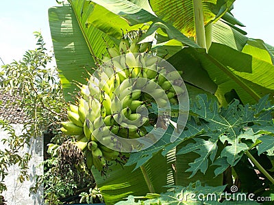 Lady finger small banana mature on the banana tree Stock Photo