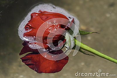 Lady of the Lake a Red Long Stem Rose flower floating on the surface of the ocean Stock Photo