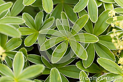 The lady mantle Alchemilla hoppeana Stock Photo