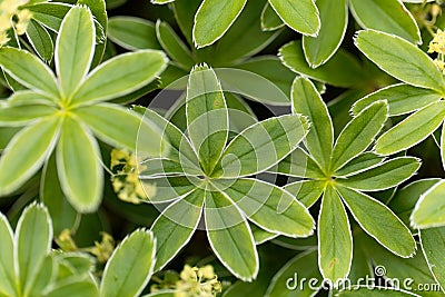 The lady mantle Alchemilla hoppeana Stock Photo