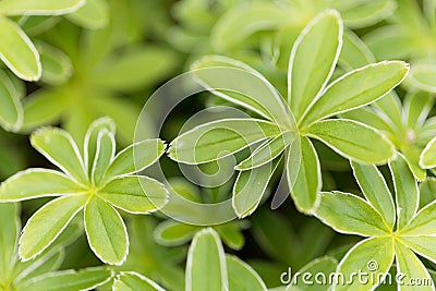 The lady mantle Alchemilla hoppeana Stock Photo