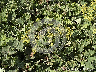 Lady mantle alchemilla plant flower close up Stock Photo