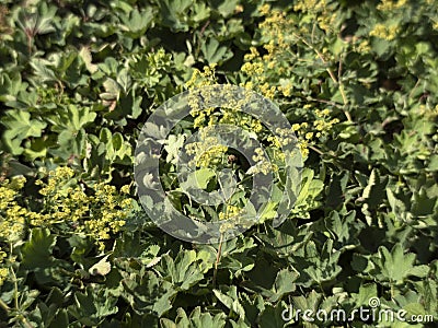 Lady mantle alchemilla plant flower close up Stock Photo