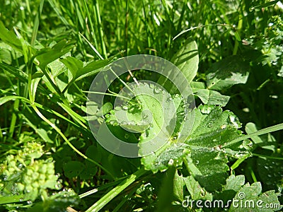 Lady mantle leaf with morninw dew drops Stock Photo