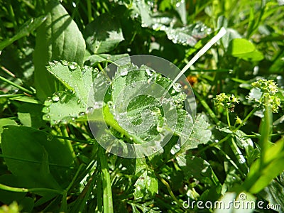 Lady mantle leaf with morninw dew drops Stock Photo