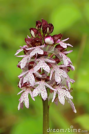 The lady orchid flower during spring Stock Photo