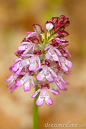 Lady Orchid, Orchis purpurea, flowering European terrestrial wild orchid in nature habitat. Beautiful detail of bloom, brawn clear Stock Photo