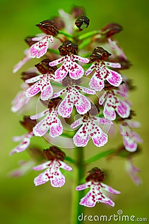 Lady Orchid, Orchis purpurea, flowering European terrestrial wild orchid in nature habitat. Beautiful detail of bloom, brawn clear Stock Photo
