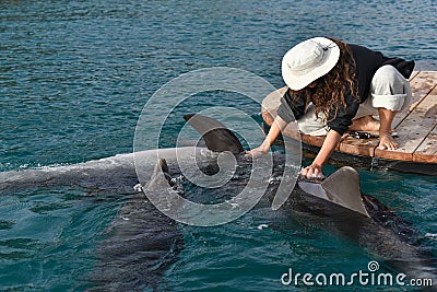 Lady playing with dolphins Editorial Stock Photo