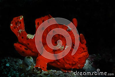 Lady in red Stock Photo