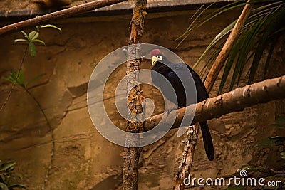 Lady Ross's turaco sits on the thick branch Stock Photo