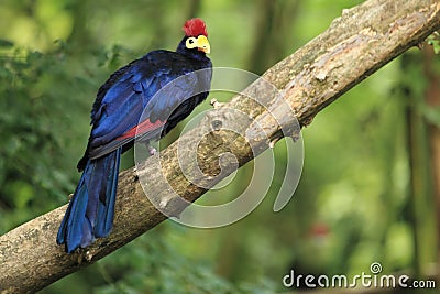 Lady Ross turaco Stock Photo