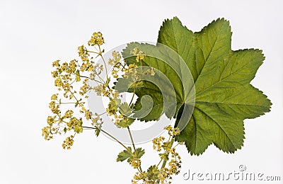 Lady`s Mantle - Alchemilla mollis - Herbal Medicine Stock Photo