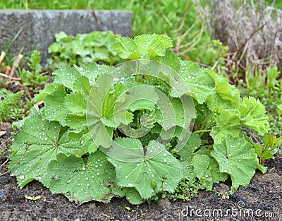 Lady`s mantle Alchemilla plant Stock Photo