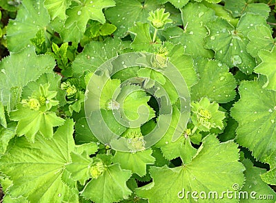 Lady`s mantle Alchemilla plant with rain drops on leaves. Ornamental and medicinal herb Stock Photo