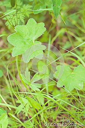Lady`s Mantle is ecological, healthy and nutritious raw food/wil Stock Photo