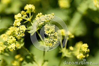 Lady`s-mantle flowers, Alchemilla epipsila Stock Photo