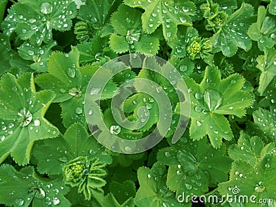 Lady`s mantle green leaves with drops of water Stock Photo