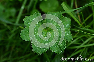 Lady`s mantle plant Stock Photo