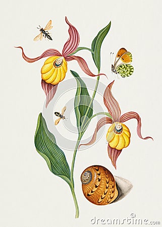 Lady's slipper orchid, butterfy and shell Stock Photo