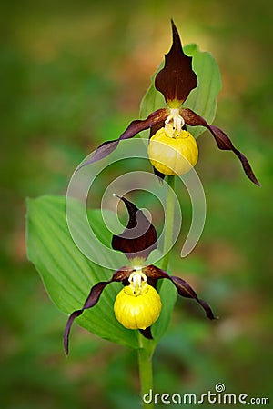 Lady`s Slipper Orchid, Cypripedium calceolus, flowering European terrestrial wild orchid, nature habitat, detail of bloom, green c Stock Photo