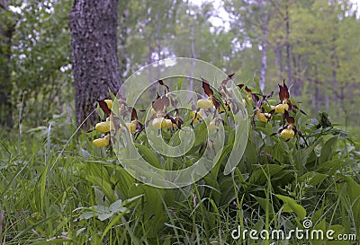 Lady's-slipper orchid Stock Photo