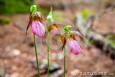 Lady slipper flowers in Acadia National Park, Maine, USA Stock Photo