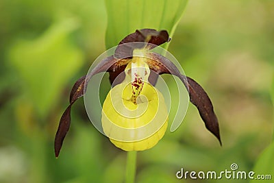 Lady slipper orchid Cypripedium calceolus Stock Photo