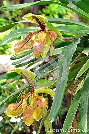 Lady slipper orchid or Paphiopedilum villosum (Lindley) Stein Stock Photo