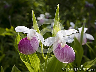 Lady slipper orchid Stock Photo