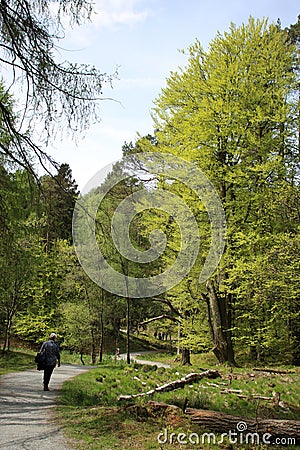 Lady walking, footpath through trees at Tarn Hows Editorial Stock Photo