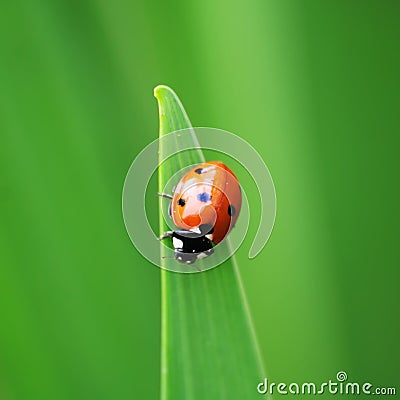 Ladybug. Ladybird. Stock Photo