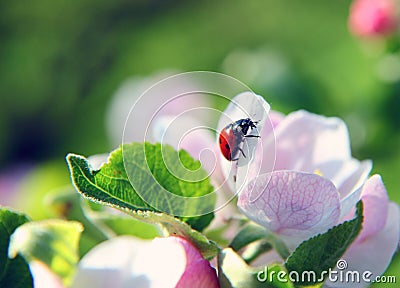 Ladybird Stock Photo