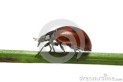 Ladybird Stock Photo