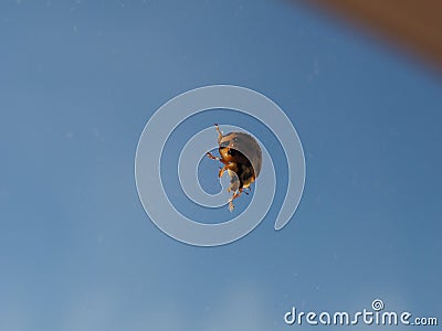 Ladybird animal of class Insecta insects Stock Photo