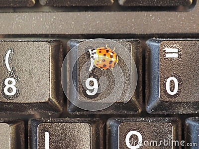 Ladybird animal of class Insecta insects Stock Photo