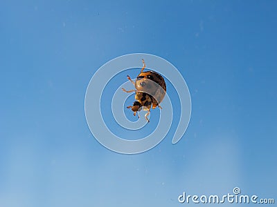 Ladybird animal of class Insecta insects Stock Photo
