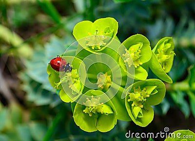 Ladybird beetles eating on a flower blue myrtle spurge, broad-leaved glaucous-spurge (Euphorbia myrsinites Stock Photo