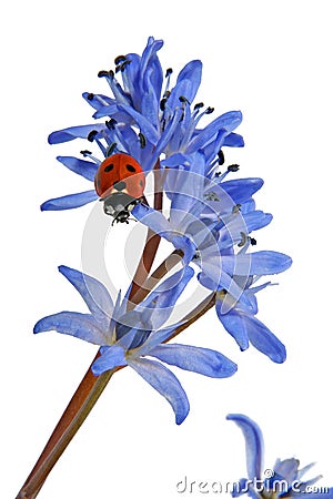 Ladybird on the Blue Snowdrop Stock Photo