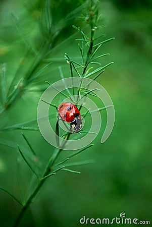 Ladybird Stock Photo