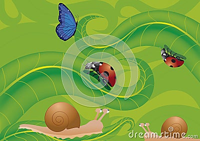 Ladybird butterfly and snails Vector Illustration