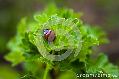 Ladybird closeup on a leaf. Selective focus Stock Photo