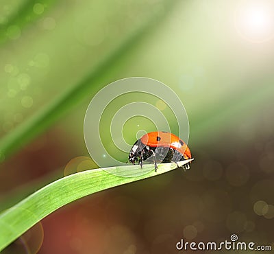 Ladybird closeup on a leaf Stock Photo