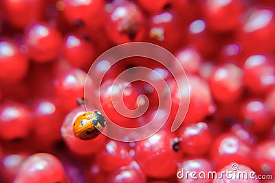 Ladybird closeup on a red currant Stock Photo