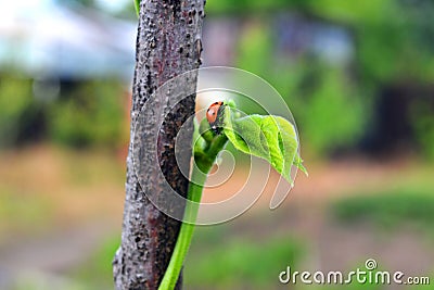 Ladybird on a grape branch Stock Photo