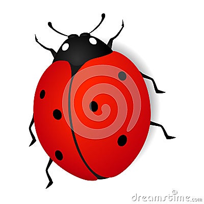 Ladybird. Vector Illustration