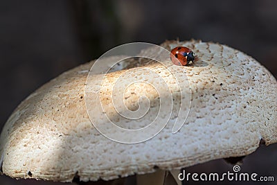Ladybird or ladybug insect on wild mushroom. Garden nature image Stock Photo