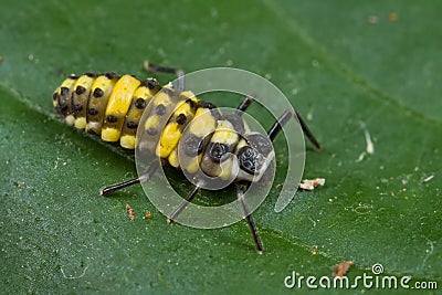 Ladybird larva Stock Photo