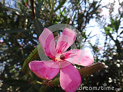 Ladybird and nerium aphid in flower oleander Stock Photo